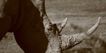 Safari Rhino Amakhala