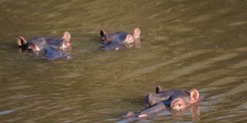 Safari Hippo Shamwari 2 