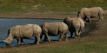 Safari Rhino Amakhala 2 