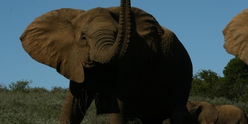 Safari Elephant Amakhala