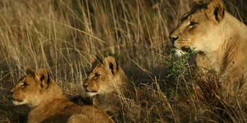 Safari Lion Cubs Shamwari