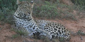 Safari Leopard Shamwari 5 