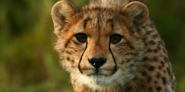 Safari Cheetah Amakhala 5 