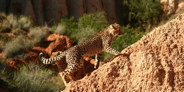 Safari Cheetah Amakhala 3 
