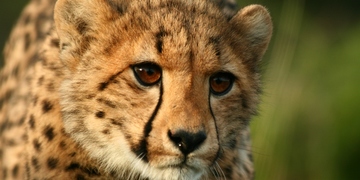 Safari Cheetah Amakhala 1 