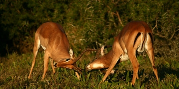 Safari Drives Shamwari Game Reserve 7 