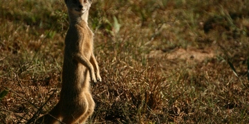 Safari Drives Shamwari Game Reserve 25 