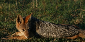 Safari Drives Shamwari Game Reserve 18 