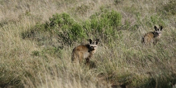 Safari Drives Shamwari Game Reserve 16 