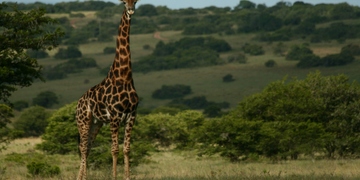 Safari Drives Shamwari Game Reserve 15 