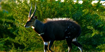 Safari Drives Shamwari Game Reserve 13 