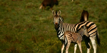 Safari Drives Shamwari Game Reserve 17 
