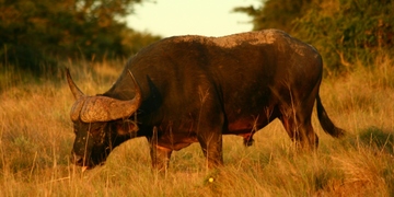 Safari Buffalo Amakhala 1 