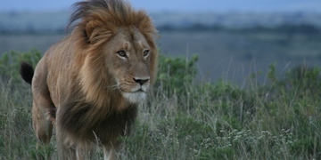 Safari Male Lion Amakhala